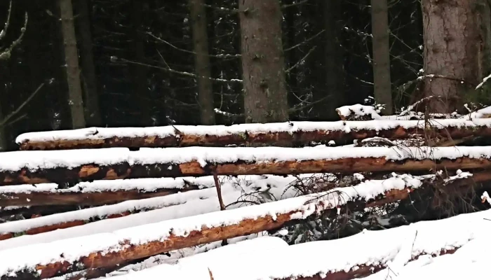 Partia De Ski Baisoara Adresă - Staţiunea Muntele Băişorii