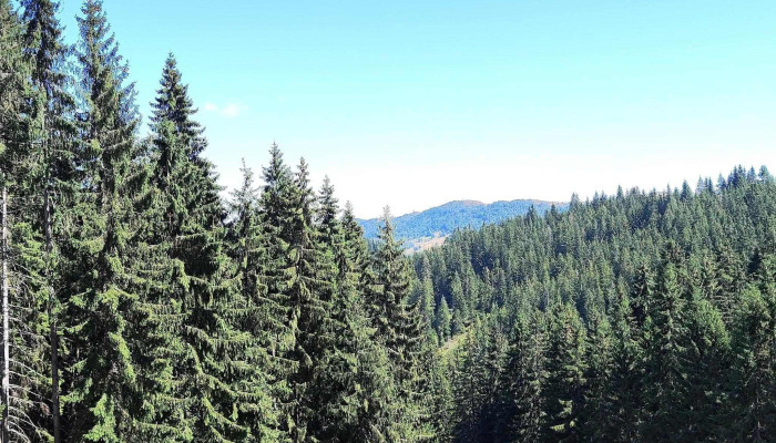 Partia De Ski Baisoara Site Web - Staţiunea Muntele Băişorii