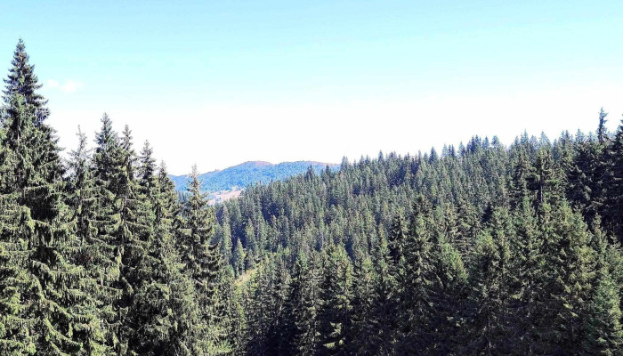 Partia De Ski Baisoara Staţiunea Muntele Băişorii - Staţiunea Muntele Băişorii