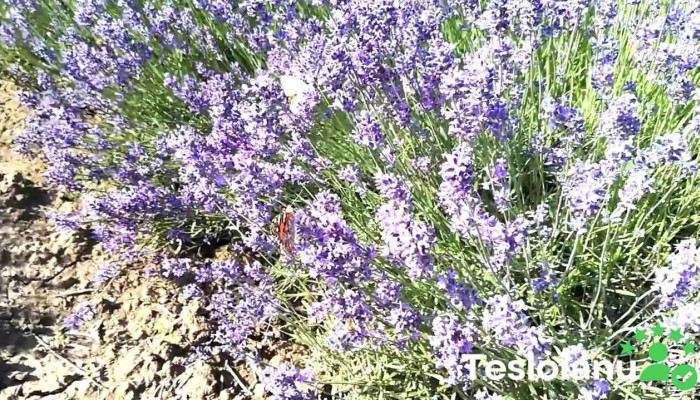 Pecineaga -  Videoclipuri - Pecineaga