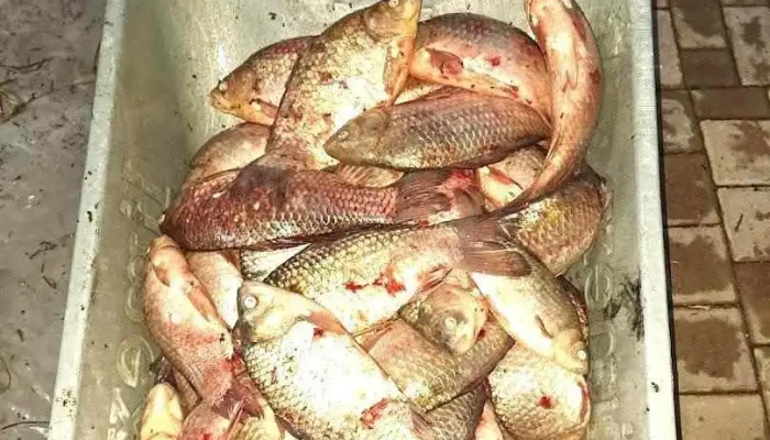 Peste a la Karka - Fierbinți-Târg