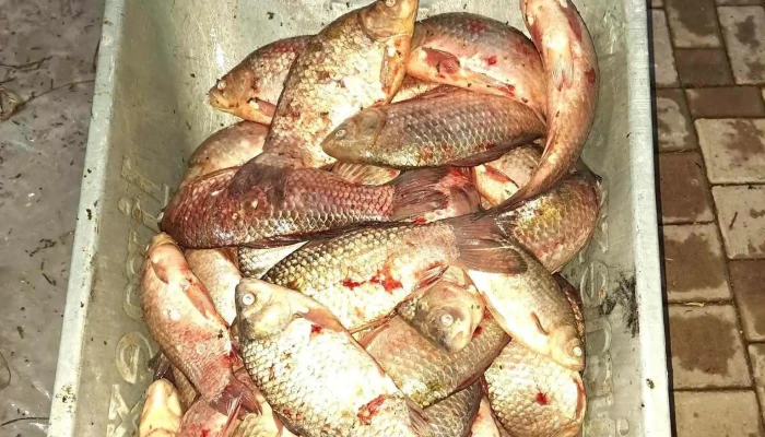 Peste A La Karka -  Prețuri - Fierbinți-târg