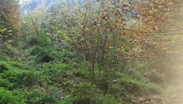 Pestera Comana Recenzii - Romania