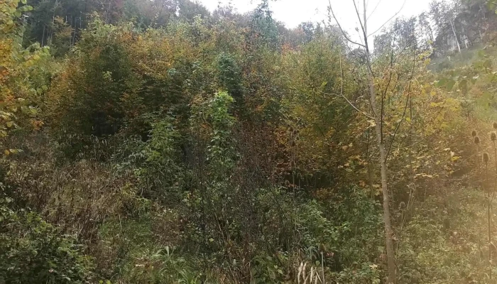 Pestera Comana Site Web - Romania