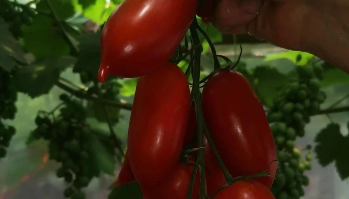 Piata De Legume Matca Deschis Acum - Matca