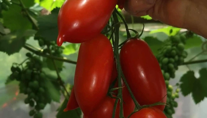 Piata De Legume Matca Recenzii - Matca