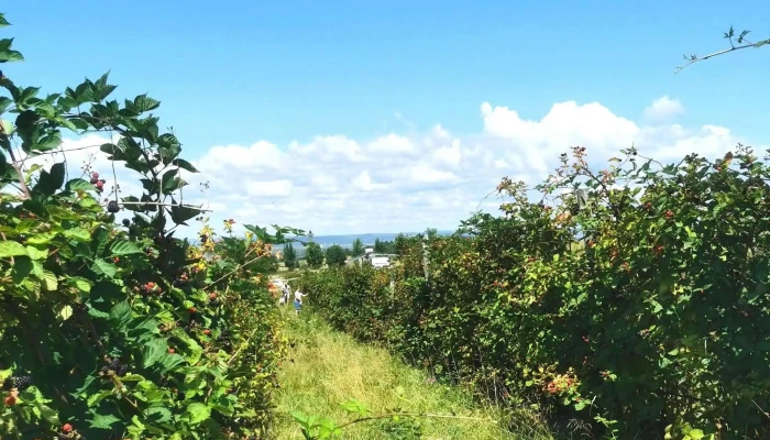 Plantatia De Mure Sinca Veche -  Comentarii - Șinca Veche