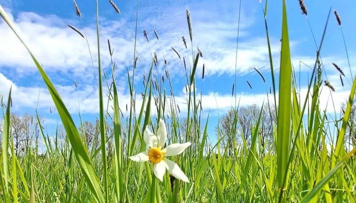Poiana Narciselor Negrasi -  Instagram - Dj679d