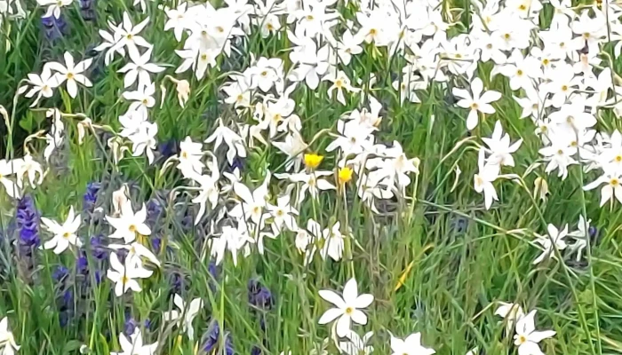 Poiana Narciselor Negrasi -  Număr - Dj679d