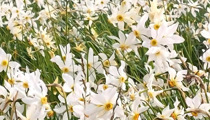 Poiana Narciselor Negrasi -  Zonă - Dj679d