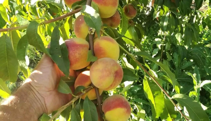 Pomicola Nalbant - Nalbant 827160