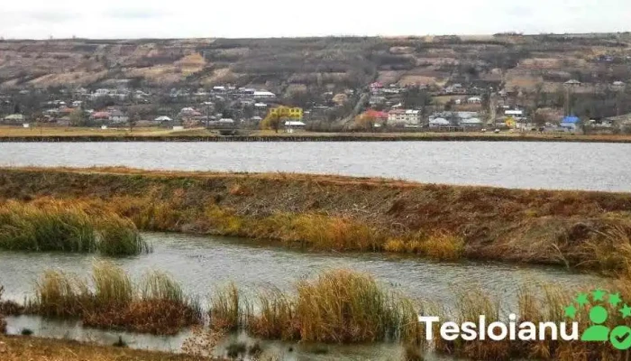 Puiesti Site Web - Puiești