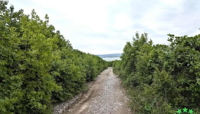 Pădurea Babadag - Romania
