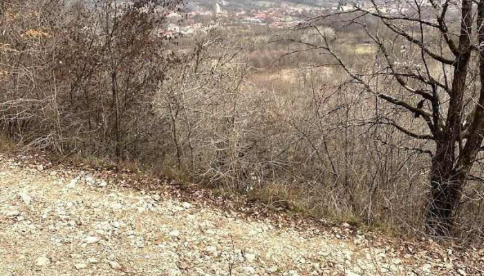 Pădurea Tismana-Pocruia - Romania