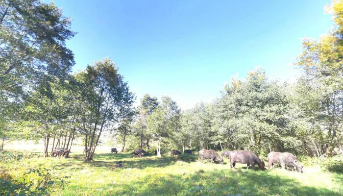 Rau De Mori Street View Si 360deg - Râu De Mori