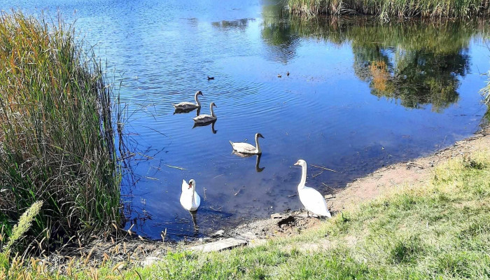 Rnp Romsilva Administratia Parcului Natural Lunca Muresului Ra Balta Maltaret - Arad