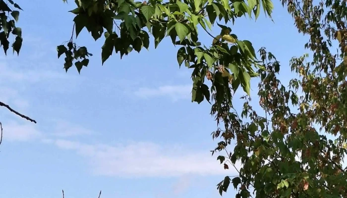 Rnp Romsilva Administratia Parcului Natural Lunca Muresului Ra Deschis Acum - Arad