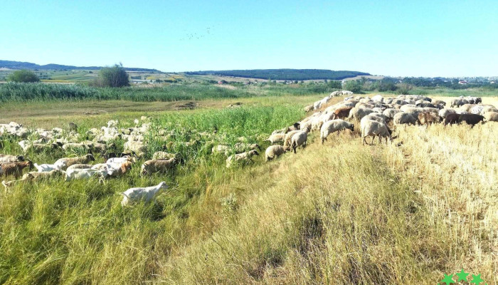 Salcea -  Promoție - Romania