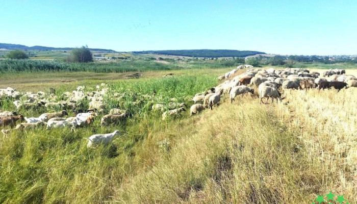 Salcea - Romania