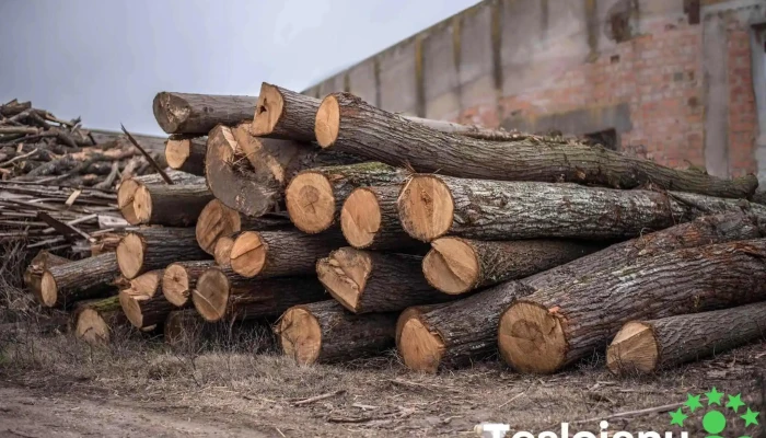 sc luk forest sistem srl - Maglavit 207360