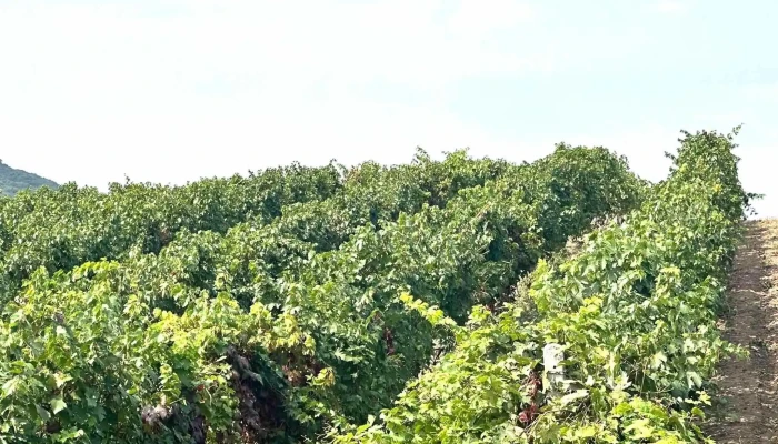 Sccotnari Sa Aproape De Mine - Cotnari