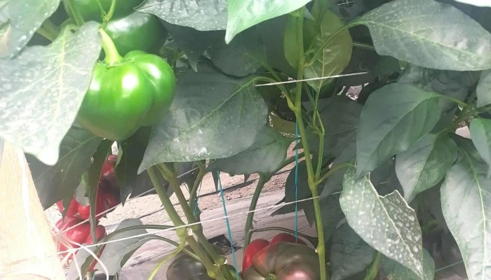 Solarii Legume Mitoc -  Prețuri - Mitocu Dragomirnei