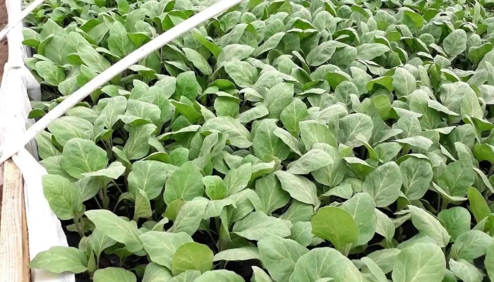 Solarii Si Produse Taranesti Mitocu Dragomirnei -  Aproape De Mine - Mitocu Dragomirnei
