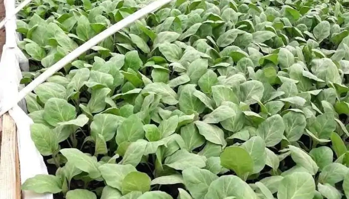 Solarii si produse taranesti Mitocu Dragomirnei - Mitocu Dragomirnei