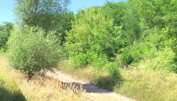Statie Mocanita Brad -  Zonă - Brad