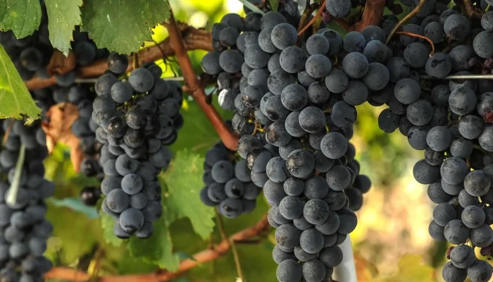 Statiunea De Cercetare Si Dezvoltare Pentru Viticultura Si Vinificatie Pietroasa Instagram - Pietroasele