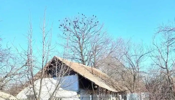 Stejari - Stejari