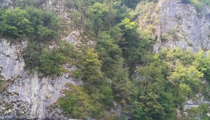 Suncuius șuncuiuș - Șuncuiuș