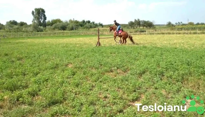 Taltos   Centru De Echitatie   Crasna   Salaj Videoclipuri - Crasna