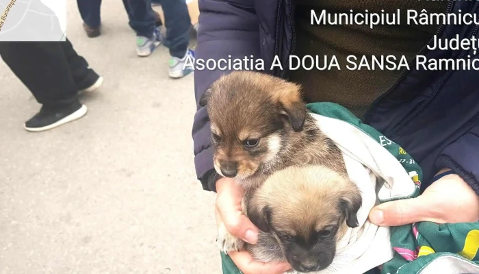 Targ De Vechituri Goranu -  Adresă - Râmnicu Vâlcea