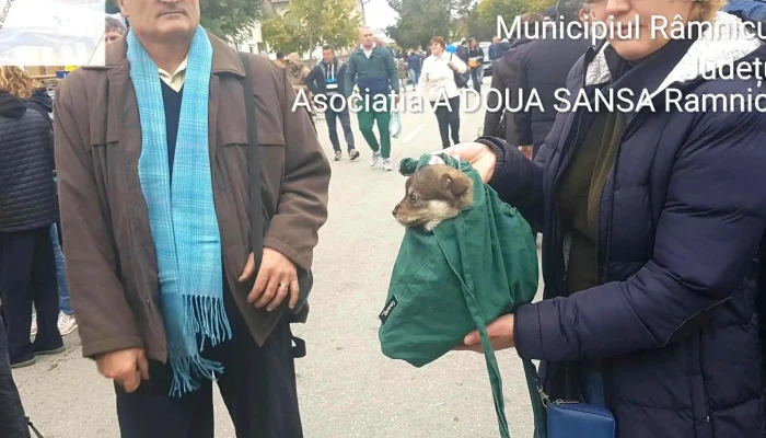 Targ De Vechituri Goranu -  Aproape De Mine - Râmnicu Vâlcea