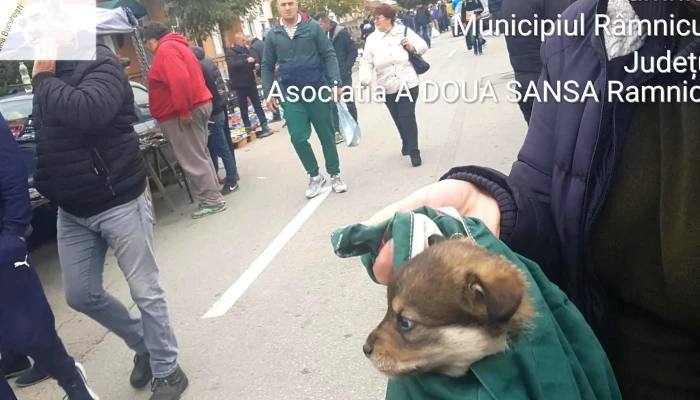 Targ De Vechituri Goranu -  Prețuri - Râmnicu Vâlcea