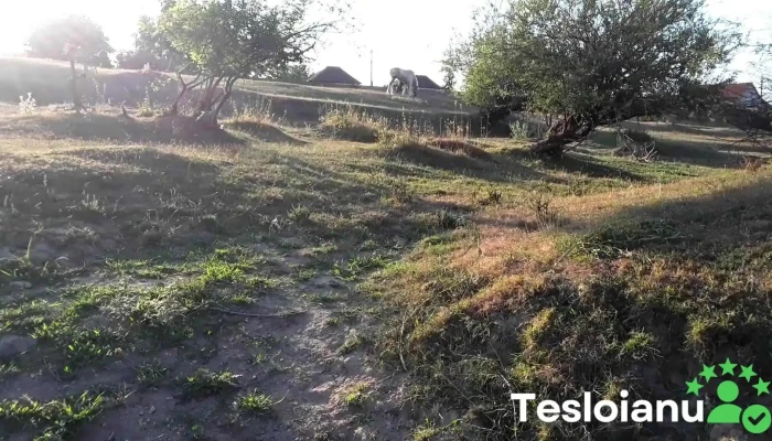 Taut Videoclipuri - Tăut