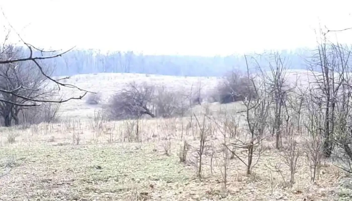 Topliceni -  Videoclipuri - Topliceni