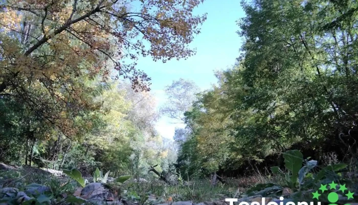 Turcinesti Recenzii - Turcineşti