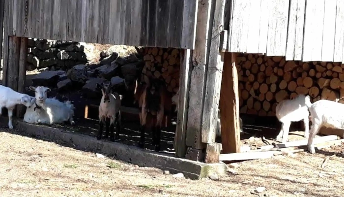 Valea Bratcutei Prețuri - Bratca