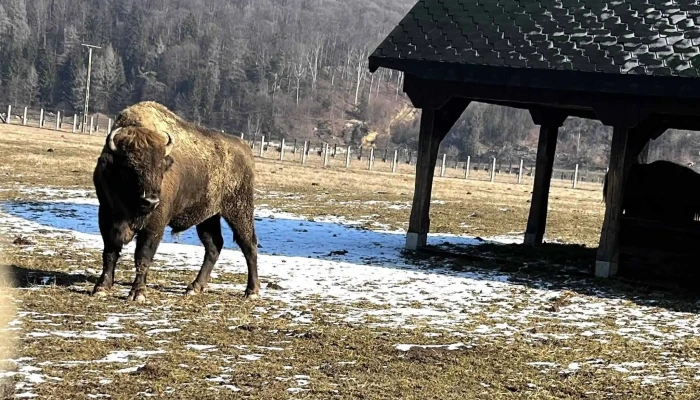 Valea Zimbrilor - Acriș