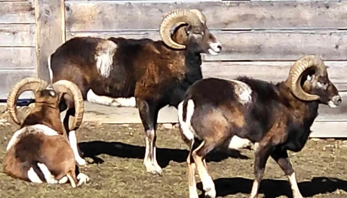 Valea Zimbrilor -  Deschis Acum - Acriș
