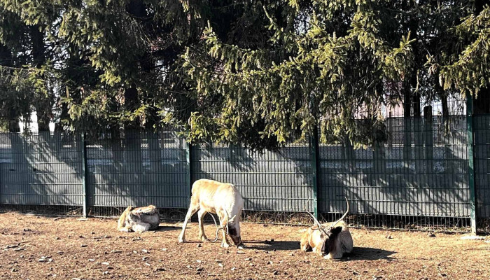 Valea Zimbrilor -  Locație - Acriș