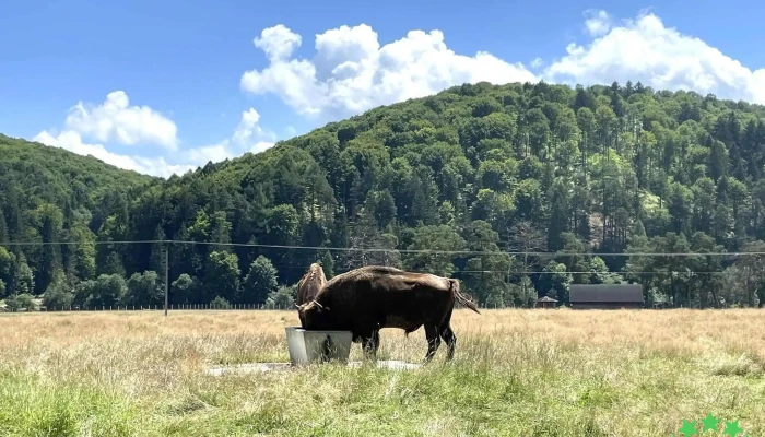 Valea Zimbrilor -  Munte - Acriș