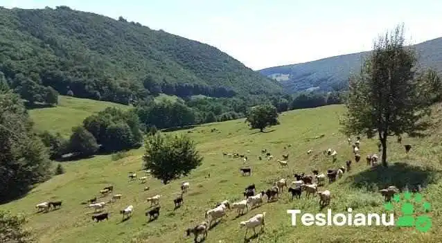 Varghis Aproape De Mine - Vârghiș