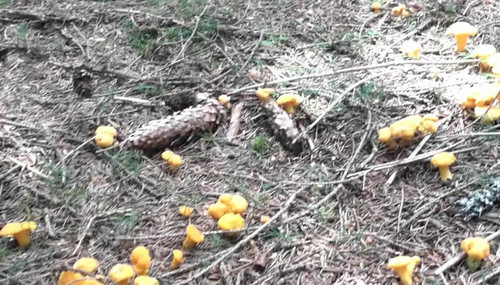 Vf Lacauti Număr - Romania