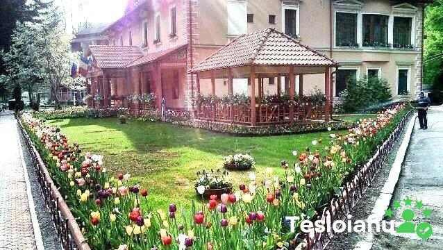 Vila Cerbul Albastru -  Exterior - Moneasa