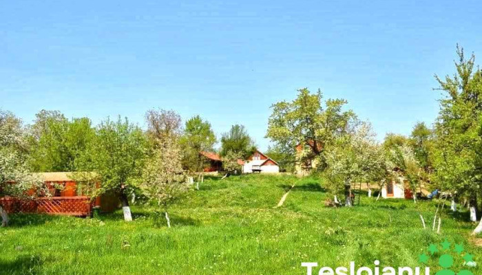 Zamolxe -  De La Proprietar - Sarmizegetusa