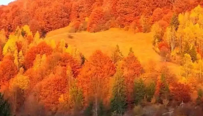 Zdrapţi - Zdrapţi
