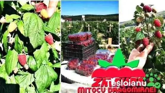 Zmeura Mitocu Dragomirnei - Mitocu Dragomirnei